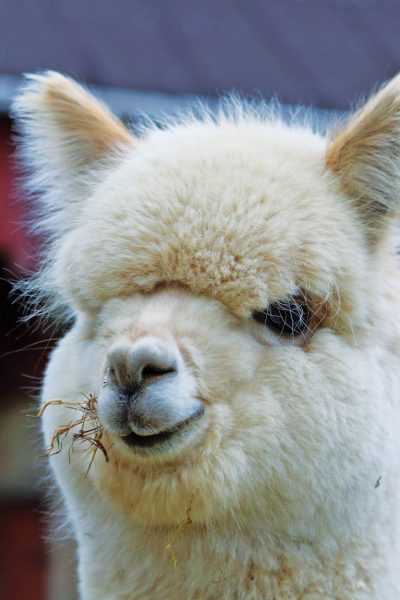 Alpaca-weiss